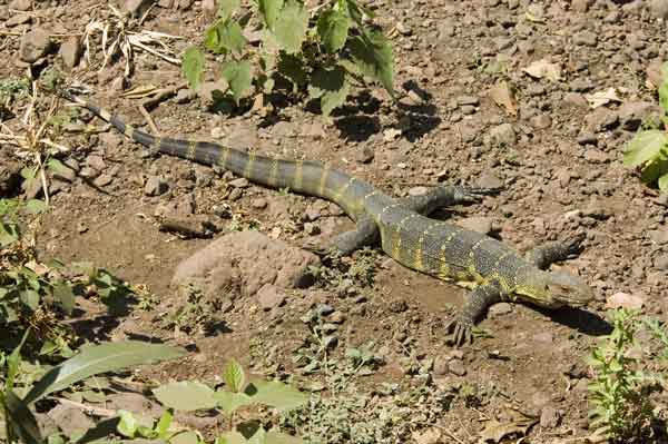 Salamandra - parque nacional lago Manyara - Tanzania 1.jpg